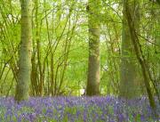 b_bluebell.jpg (7944 bytes)